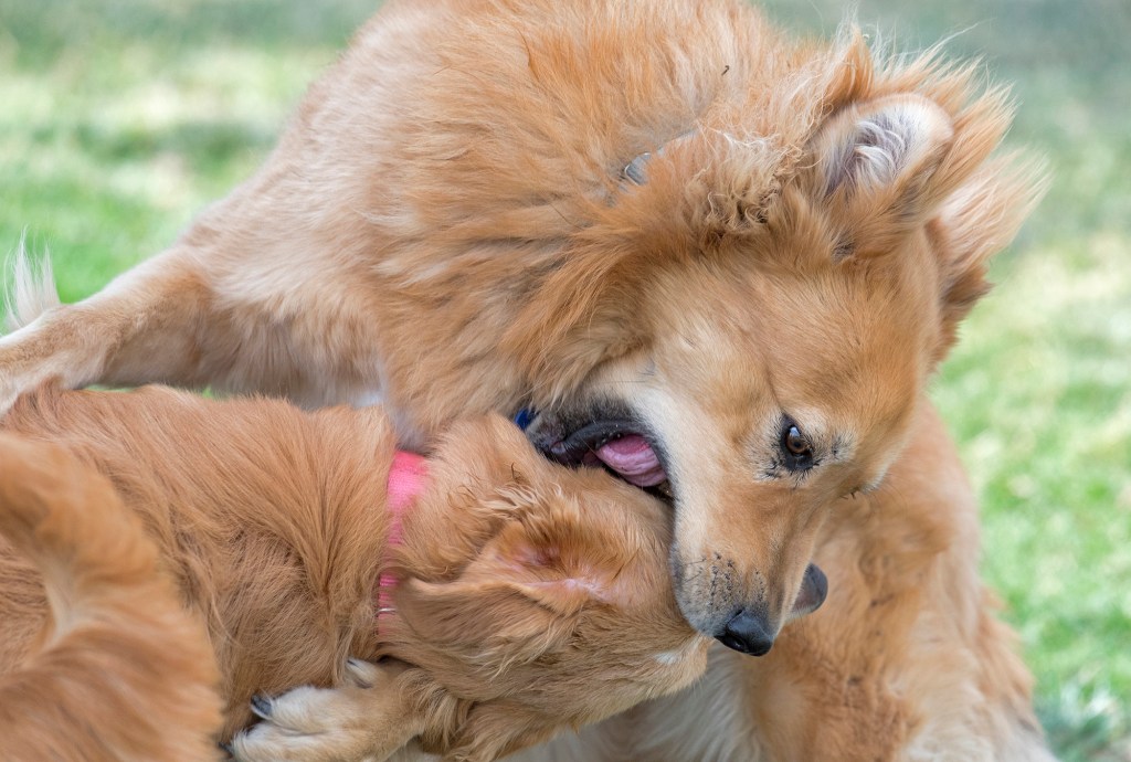 _joey-sierra_750_2156