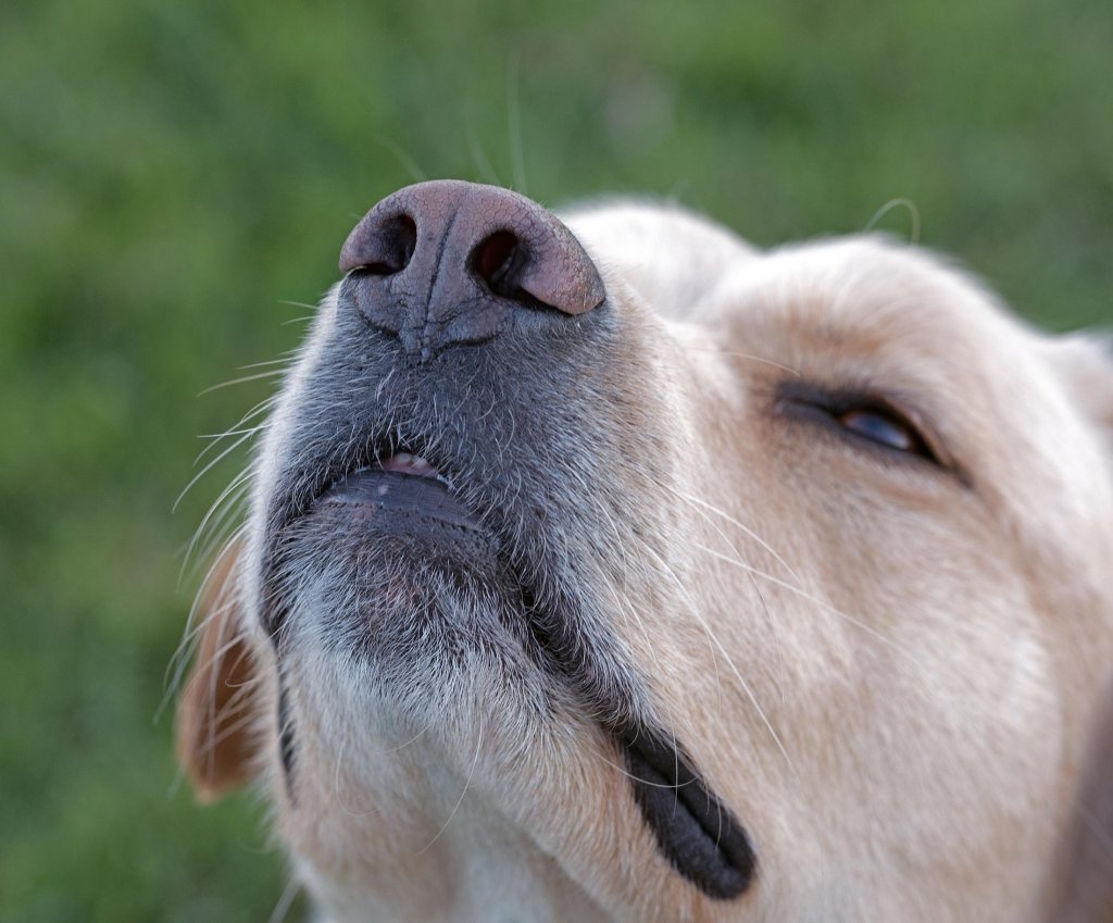 r-d_gall_scrap_nose_0880