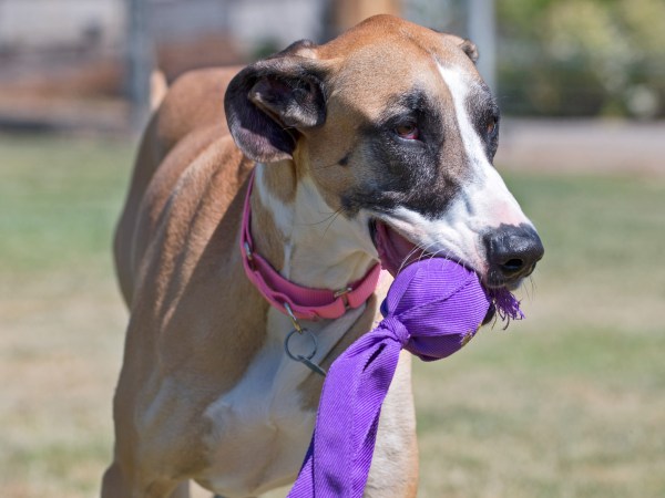 r-d_bella-GD_D4S_4127