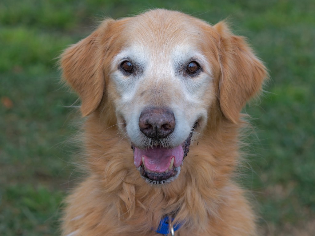 r-d_frankie_D4S_4432x