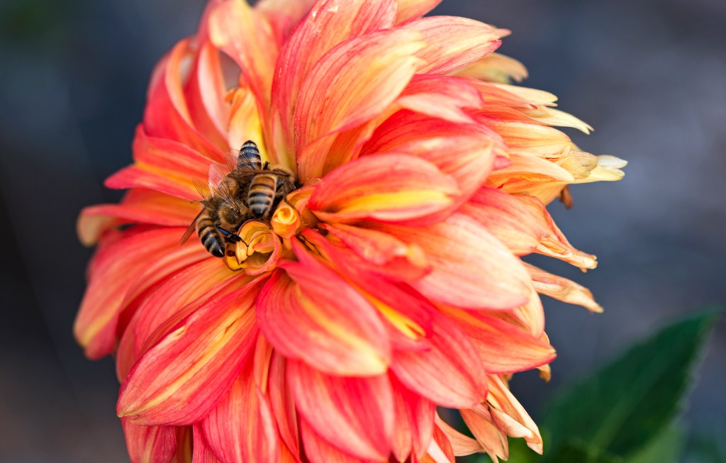 r-d_bees_dahlia_2885