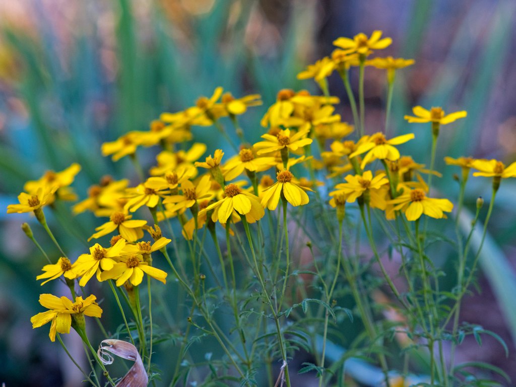 r-d_bush-marigold_810_4586