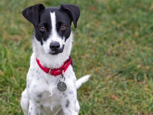 r-d_cha-cha_D4S_2741