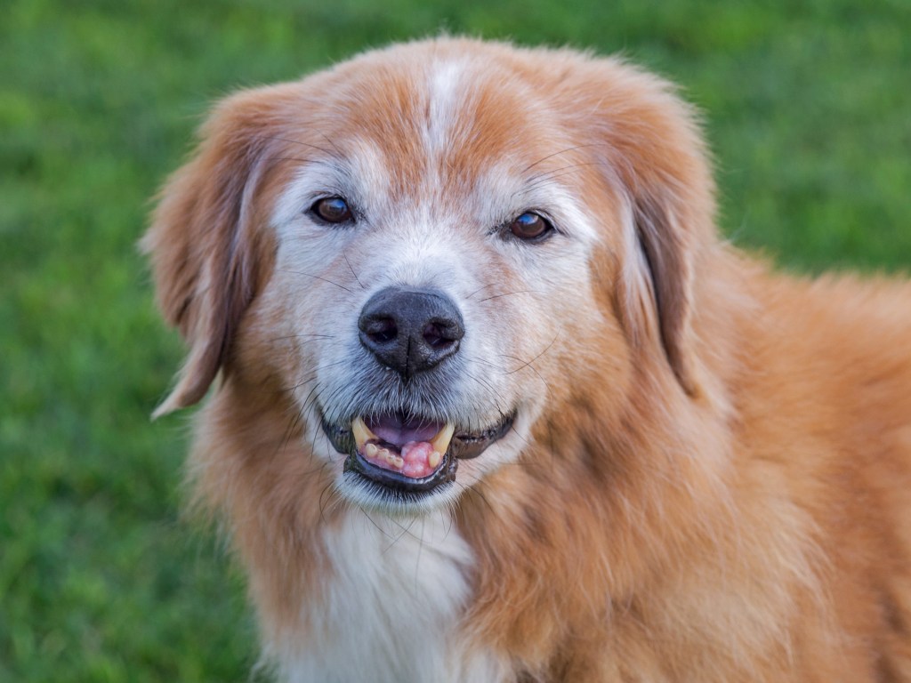 r-d_danny_D4S_9101_alt