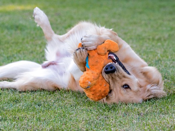 r-d_marshall_810_5526