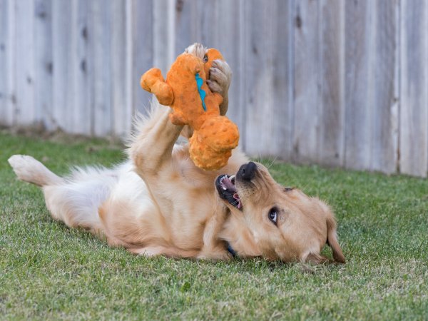 r-d_marshall_810_5583