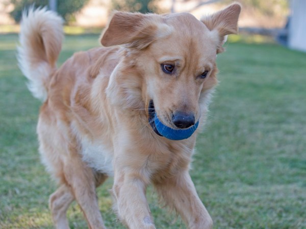 r-d_marshall_D4S_9136