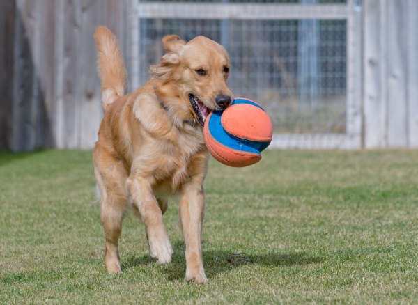 r-d_marshall_D4S_9514