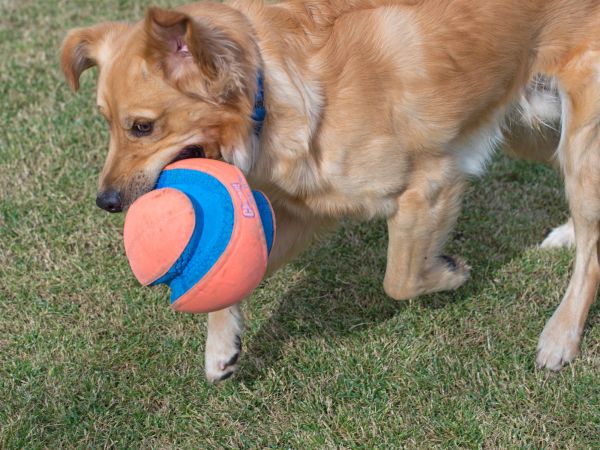 r-d_marshall_D4S_9526