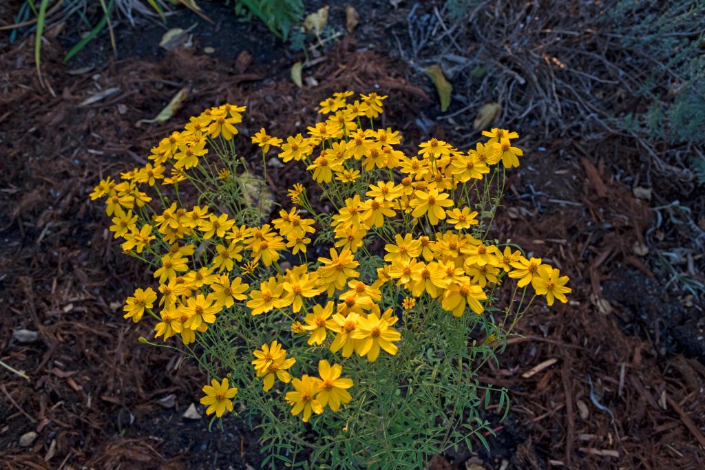 r-d_mex-bush-marigold_810_4981