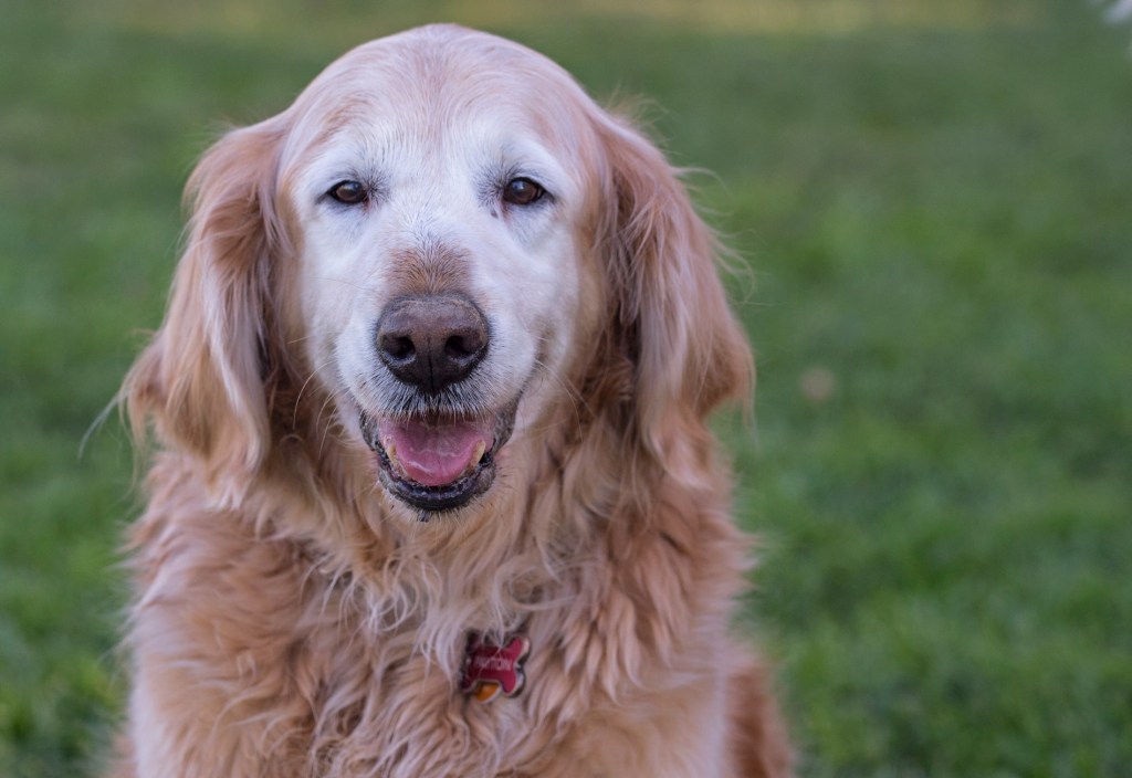 r-d_peyton_D4S_8376x