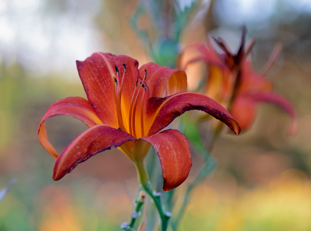 r-d_x-lily_810_4729x