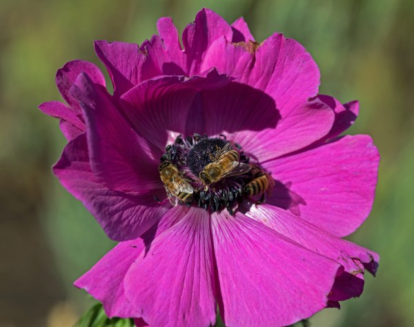 r-d_ice-poppies_810_7302