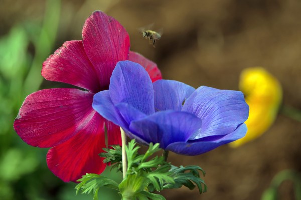 r-d_ice-poppies_D4S_5560