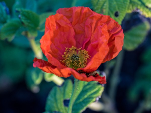 r-d_ice-poppy_810_5663