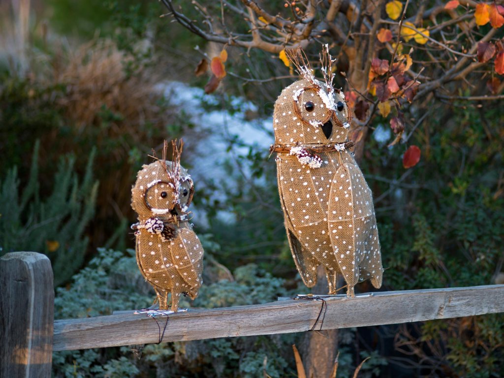 r-d_owls_810_7691_alt