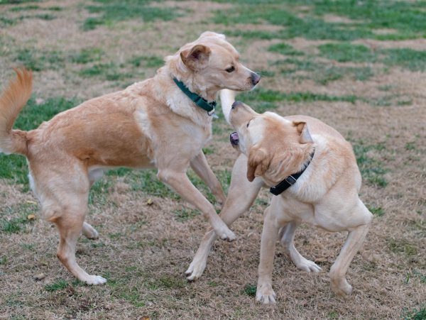 r-d_scrap-max_810_7448