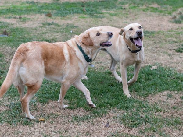 r-d_scrap-max_810_7456