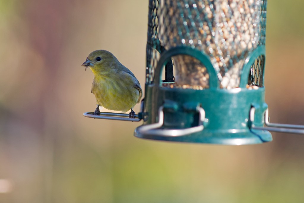 _r-d_goldfinch_810_9467