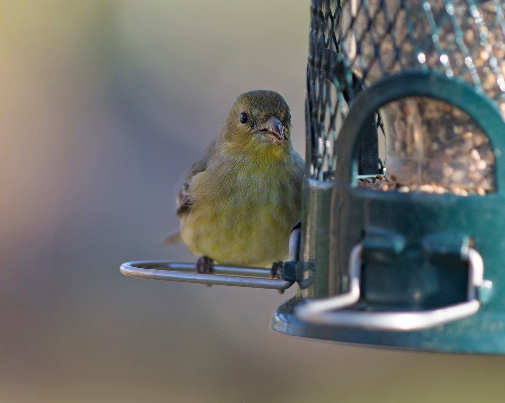 _r-d_goldfinch_810_9475