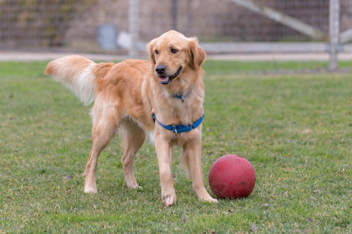 _r-d_marshall_810_0546