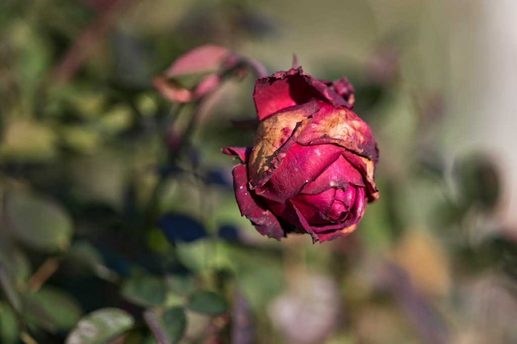 _r-d_rose_810_9428