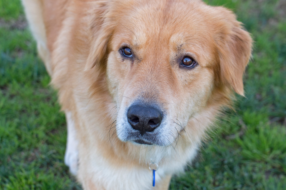 _r-d_charley_D4S_1945