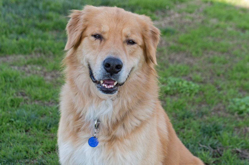 _r-d_charley_D4S_1946