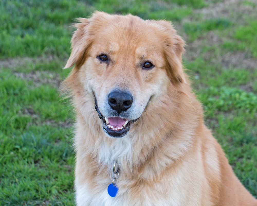 _r-d_charley_D4S_1953