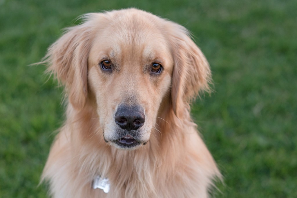 _r-d__charlie_750_6103