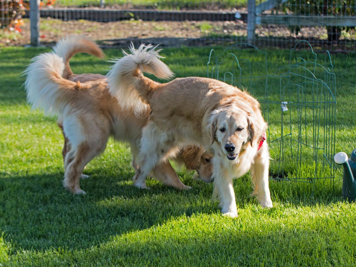 _r-d_bear-charlie-scrap_810_7581