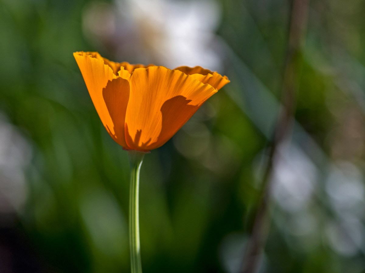 _r-d_cal-poppy_750_6404