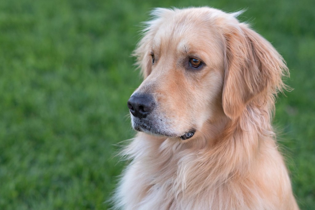 _r-d_charlie_750_6112