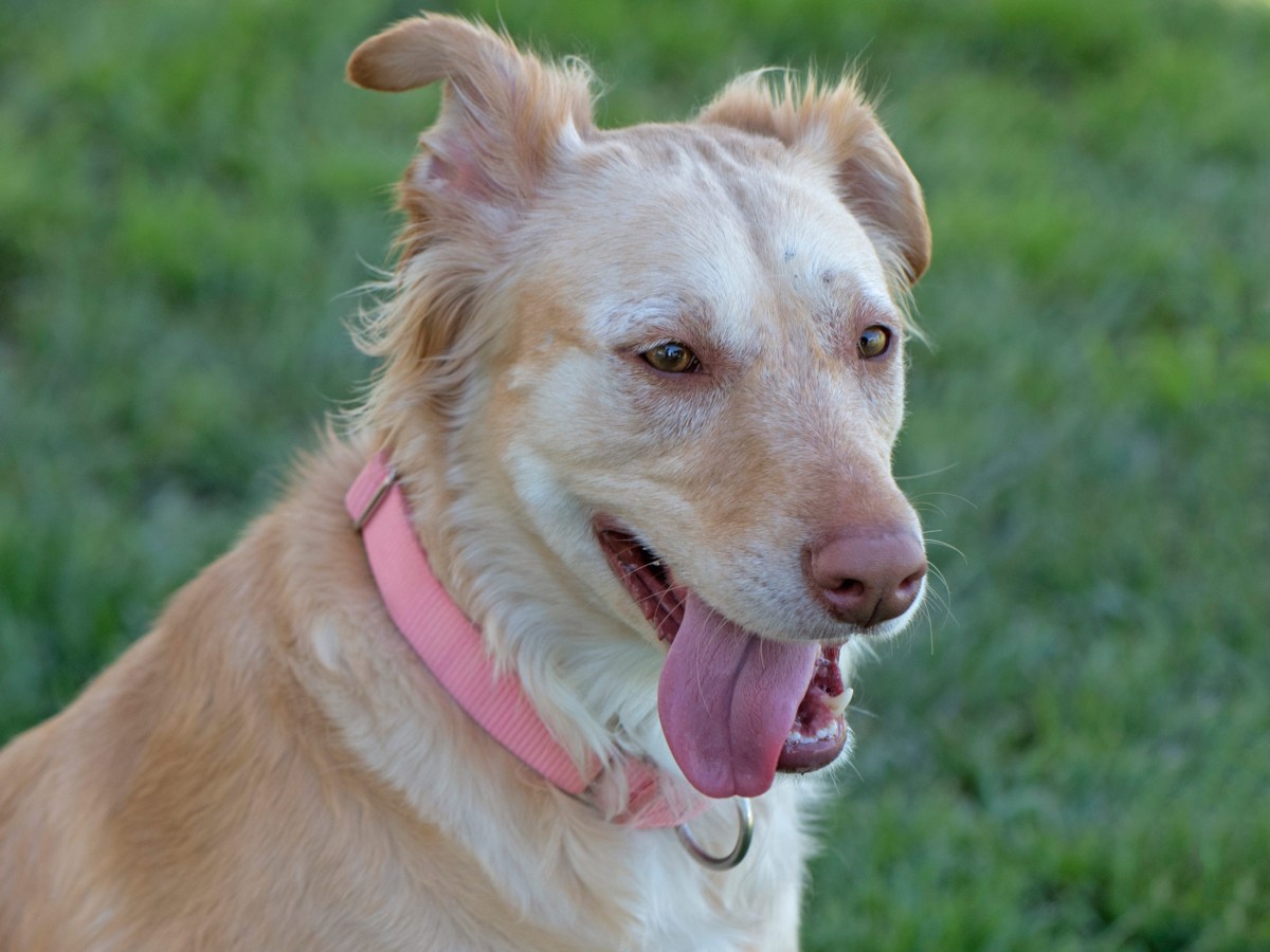 _r-d_sunshine_750_6669