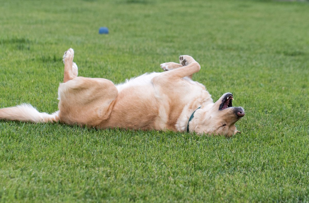 r-d_scrap-rofl_810_0916