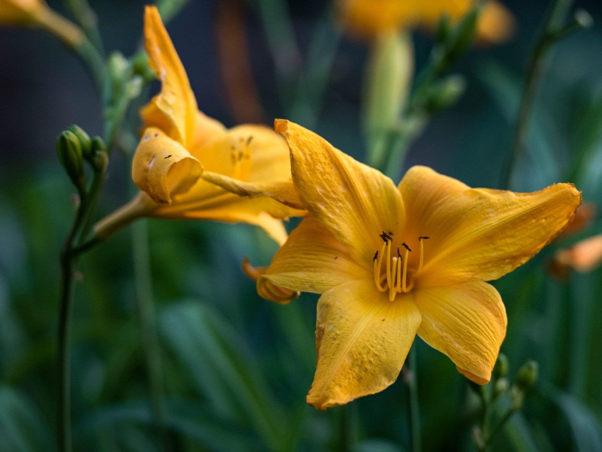 r-d_daylily_810_1532