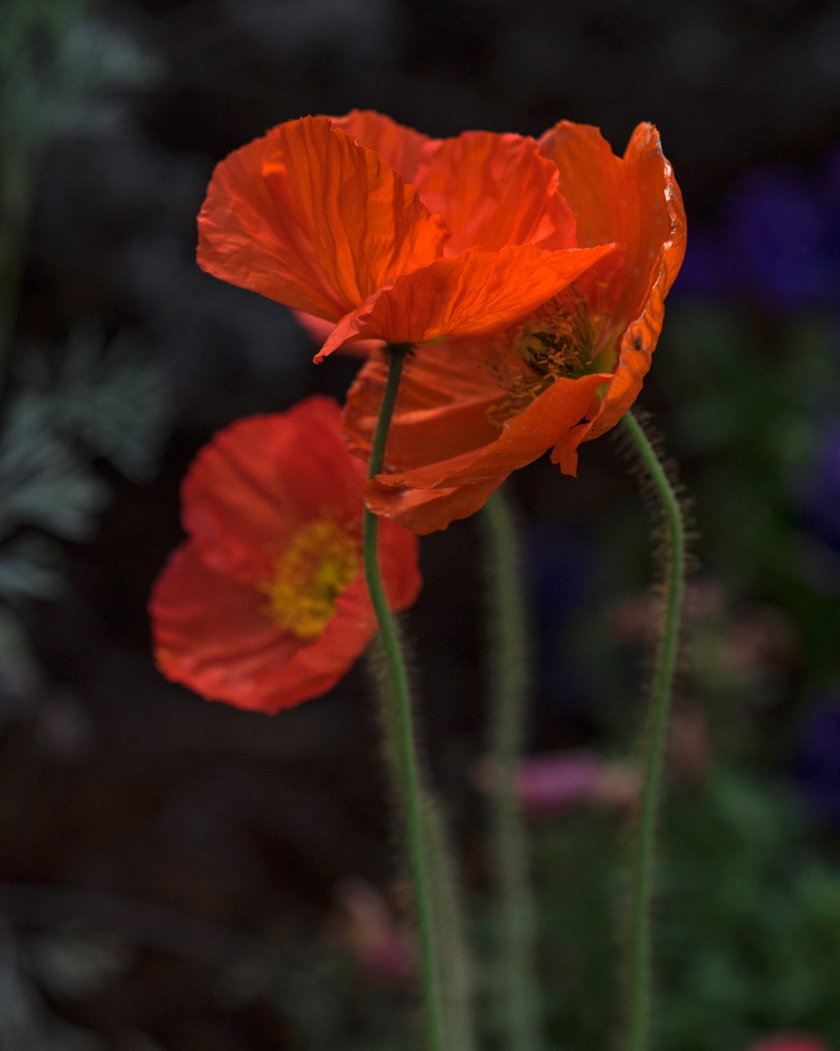 r-d_poppy_750_8753