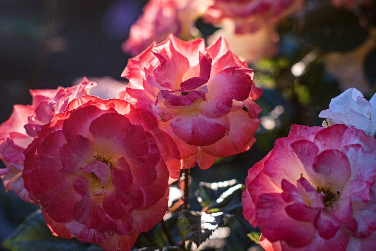 r-d_roses_750_8891