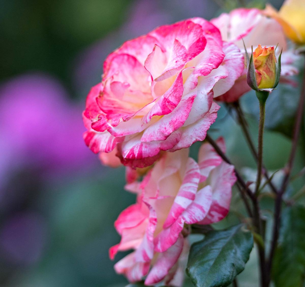r-d_roses_810_1524