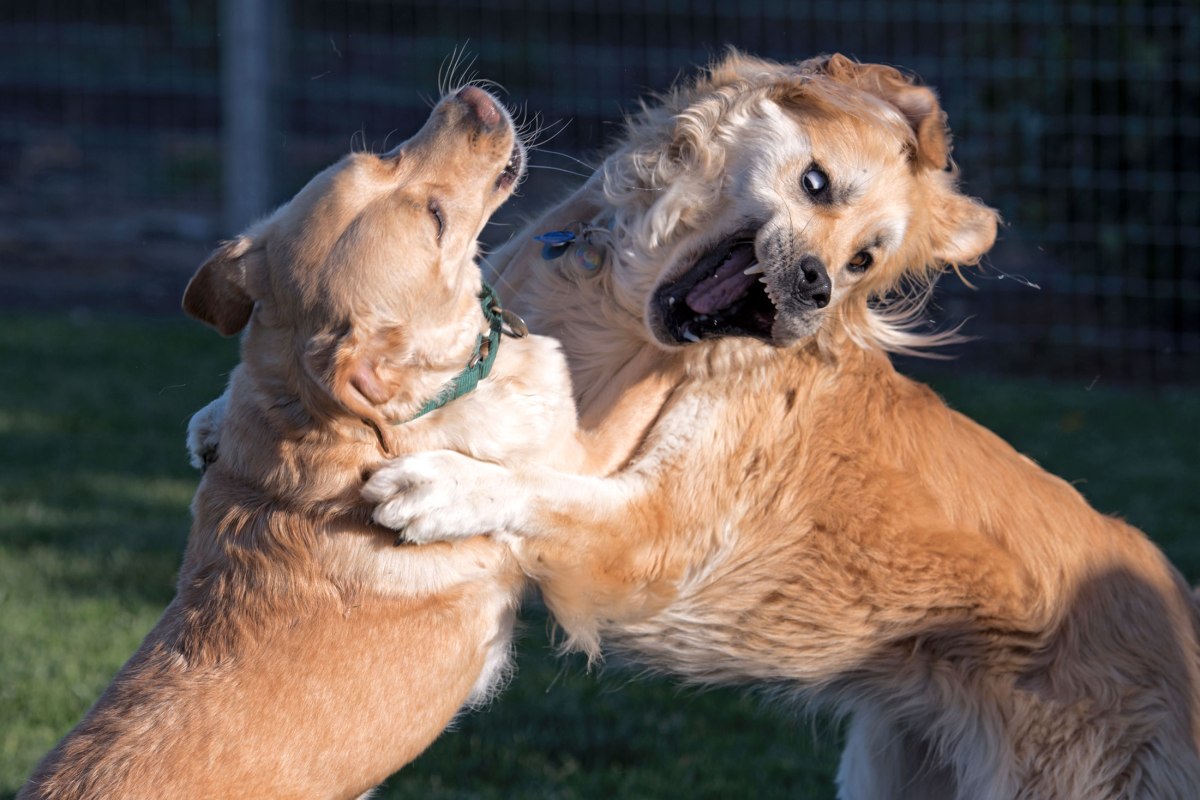 r-d_yule-scrap810_1967