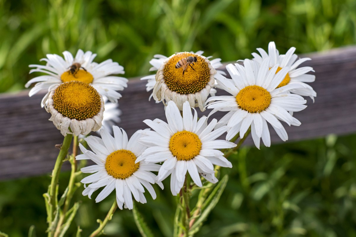 r-d_daisy-bee_8103802