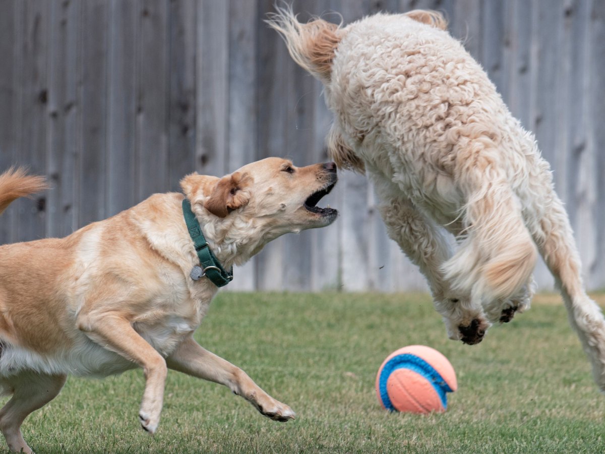 r-d_fido-scrap_750_0771x