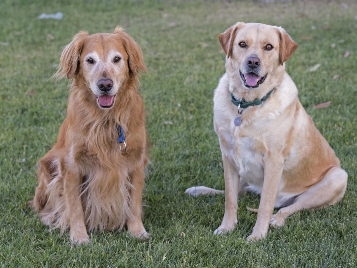 r-d_buddy-scrap_8106886