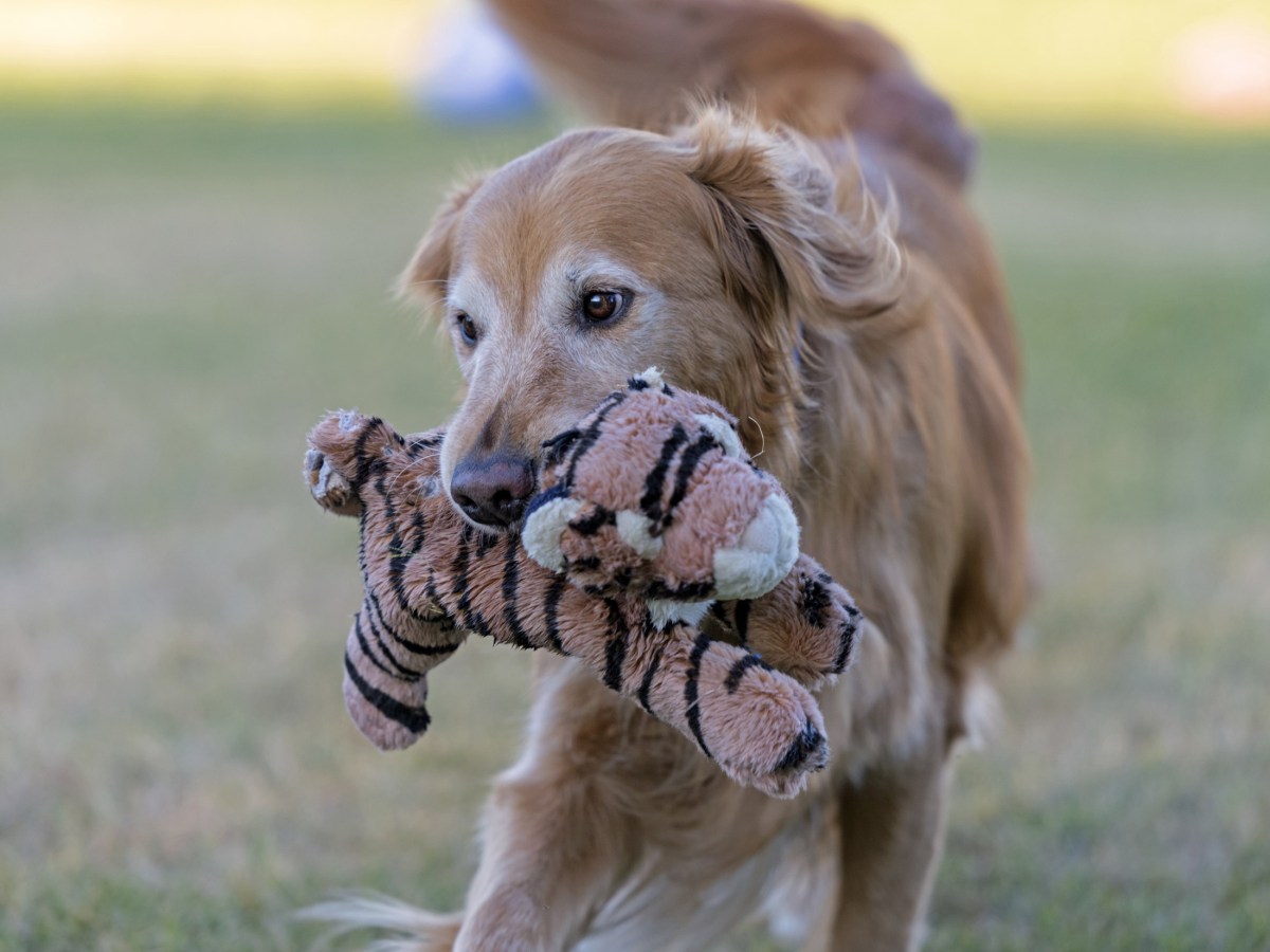 r-d_buddy_8107143