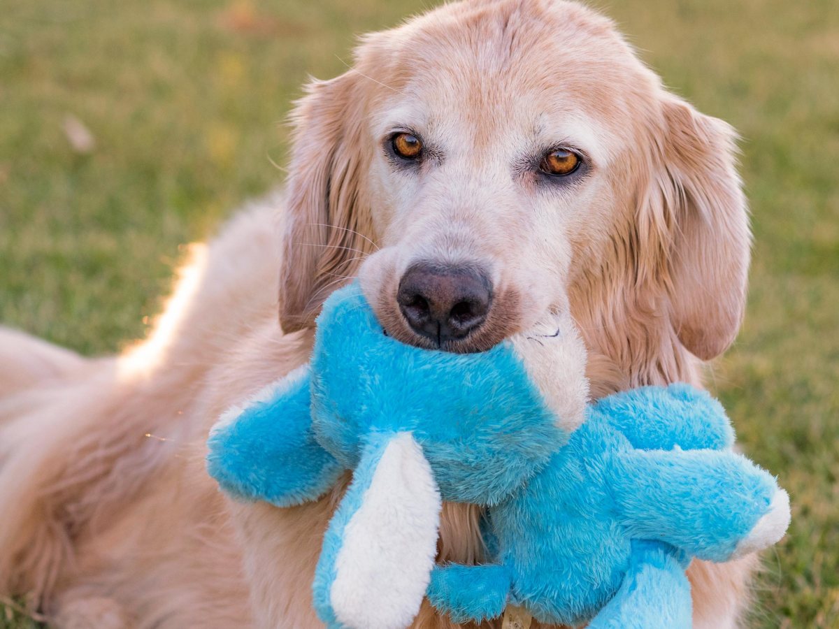 r-d_daisy_8108984_alt