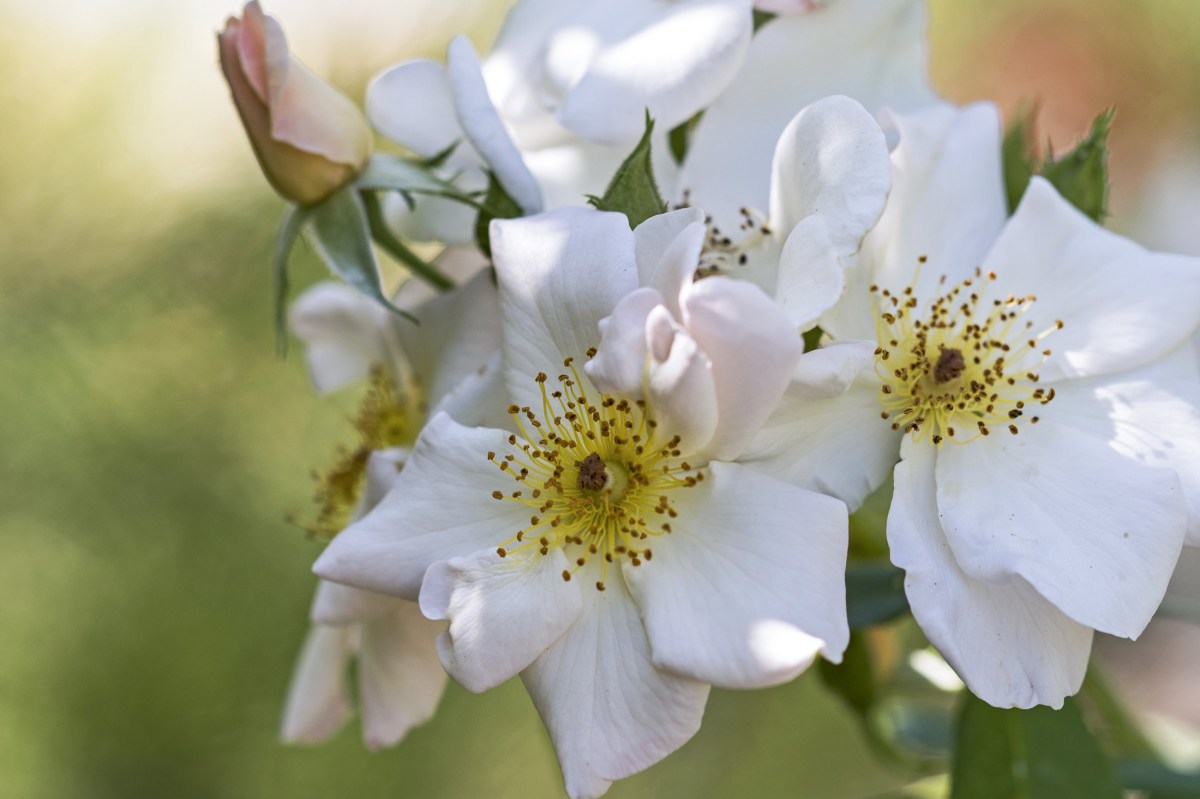 r-d_garden_8107094
