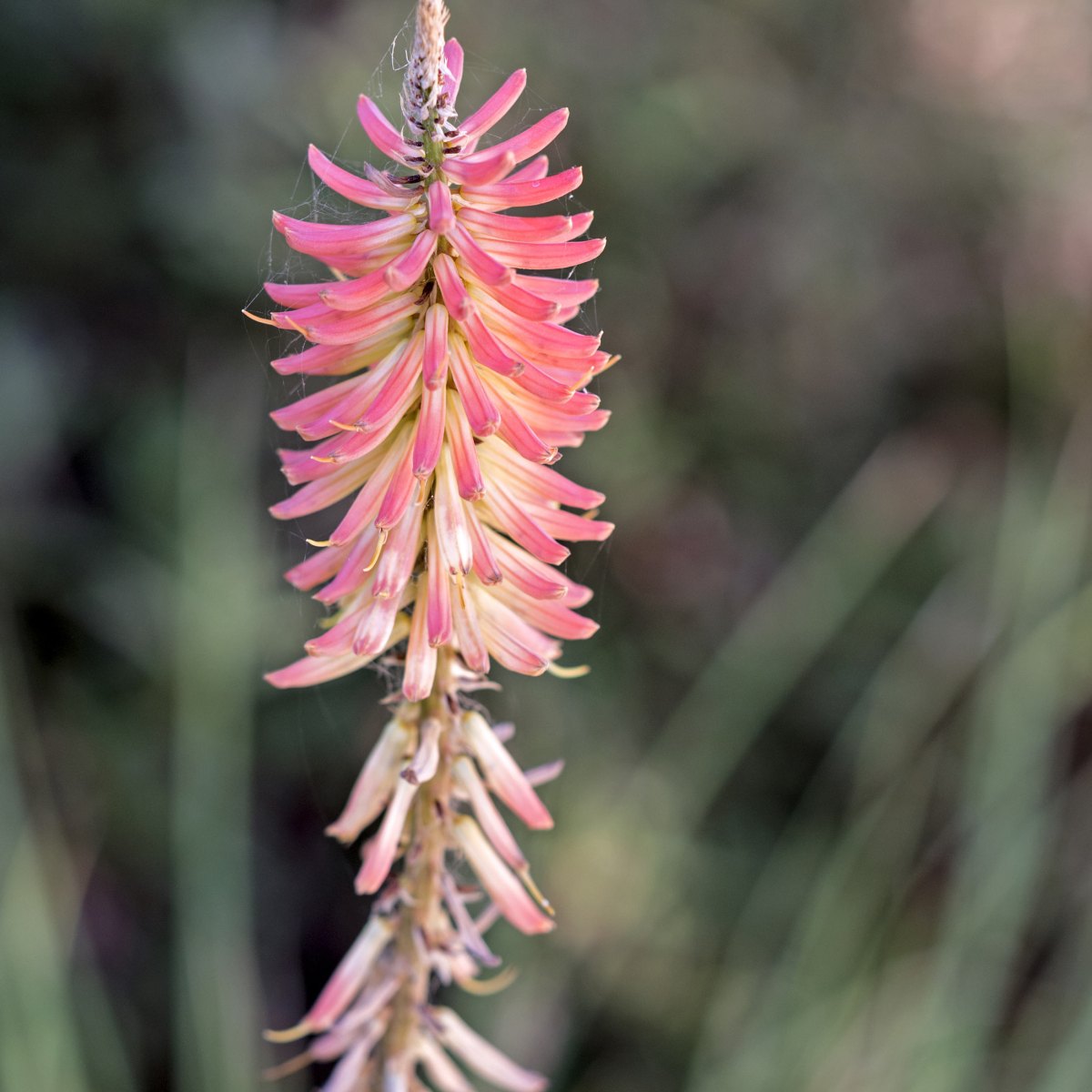 r-d_garden_8107098_alt
