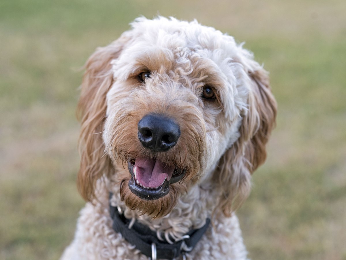 r-d_teddy_8107236