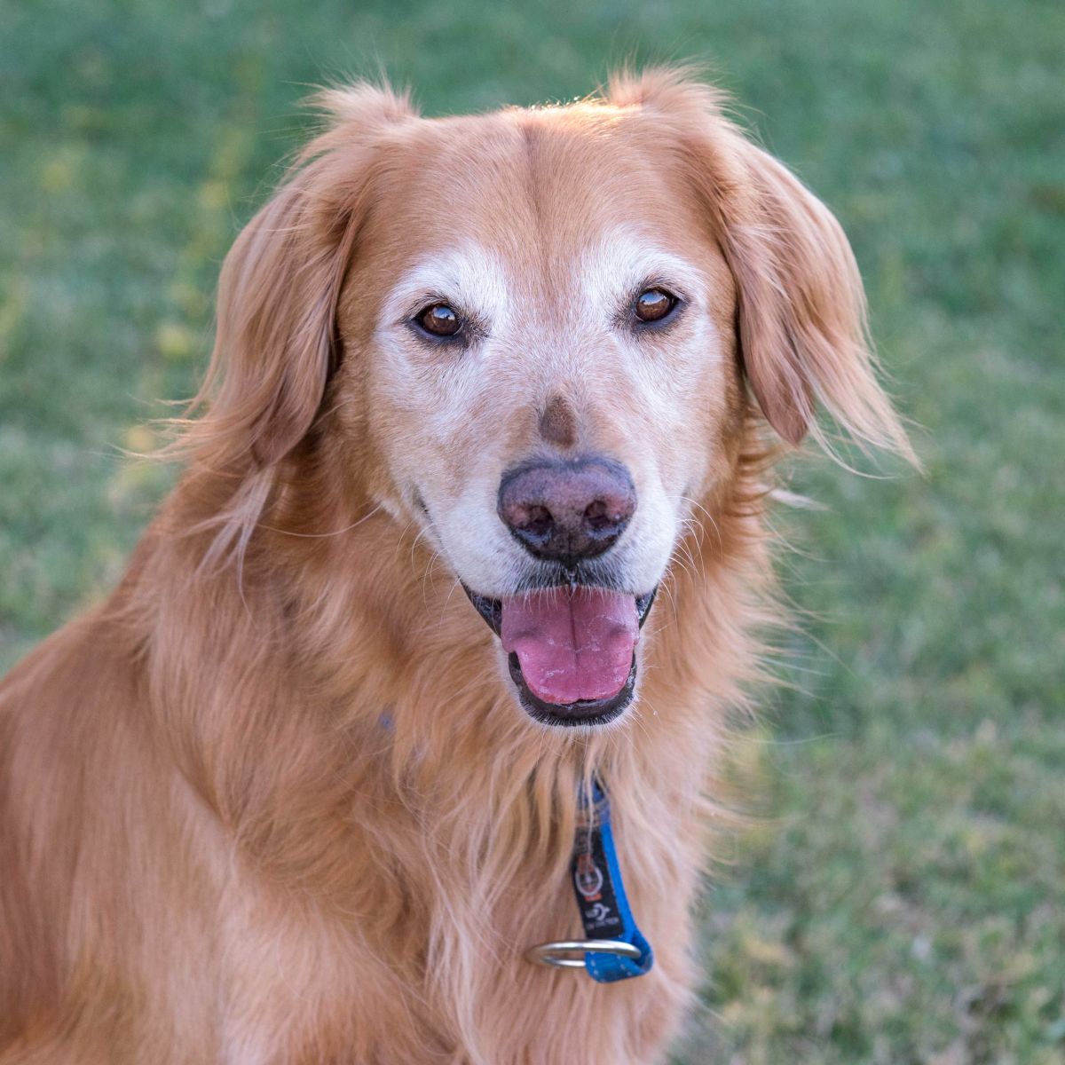 r-d_buddy_8109986_alt