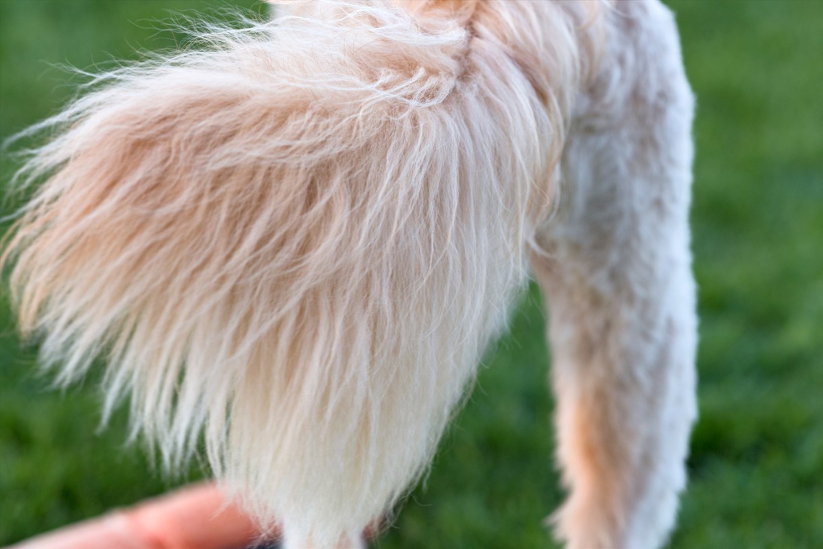 r-d_tucker-tail_810_1340